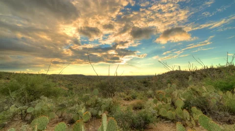 Cactus Sunset 3 Video stock 53774116