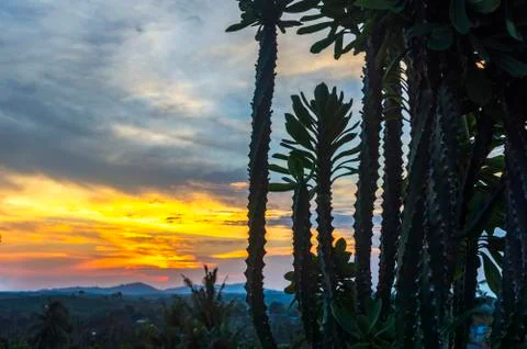 Cactus with sunset background Stock Photos