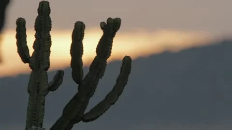 Cactus in the Sunset Video stock 11142770