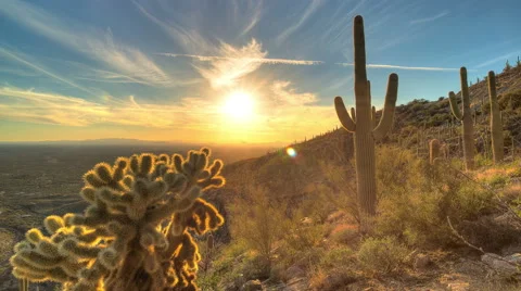 Cactus Sunset Video stock 53369099
