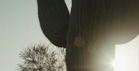 Cactus in the sunset Stock Footage 64453151
