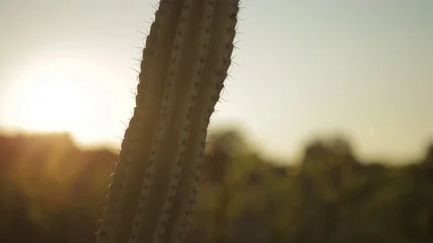 Cactus at sunset Stock Footage 71135183