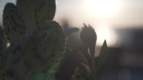 Cactus in sunset. Video stock 121618362