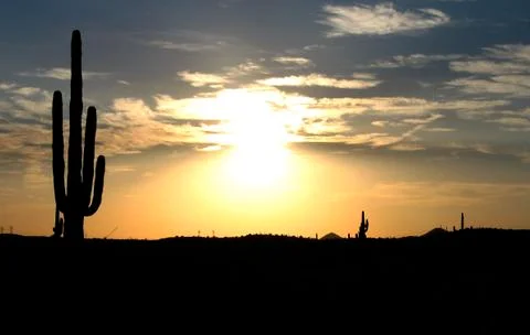 Cactus in Sunset Foto stock