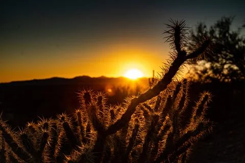 Cactus Sunset Stock Photos