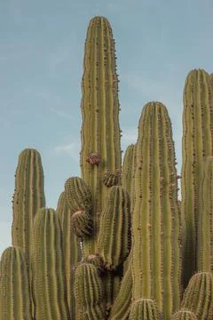 Cactus at sunset Stock Photos