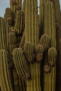 Cactus at sunset 写真素材