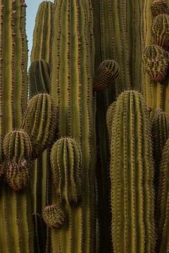 Cactus at sunset 写真素材