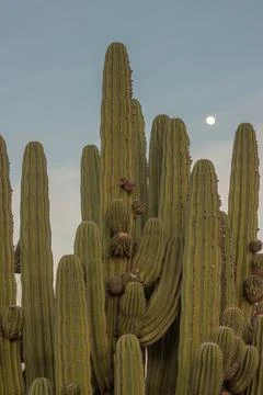 Cactus at sunset Stock Photos