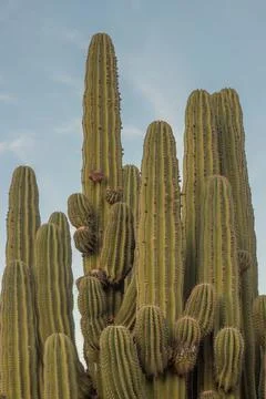 Cactus at sunset 写真素材