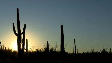 Cactus sunset timelapse Stock Footage
