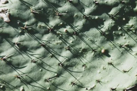 Cactus surface with spines, background, copy paste 库存照片