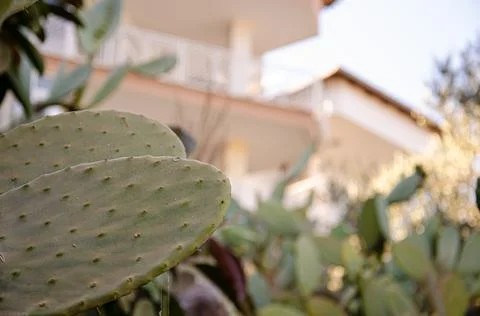 Cactus surface texture on blurred terrain background. Natural background. Stock Photos