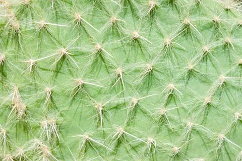 Cactus surface texture Stock Photos