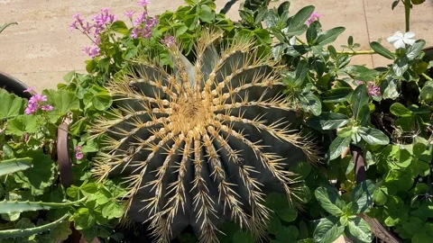 Cactus surrounded by small purple flowers and green foliage in bright sunligh Stock Footage 330745554