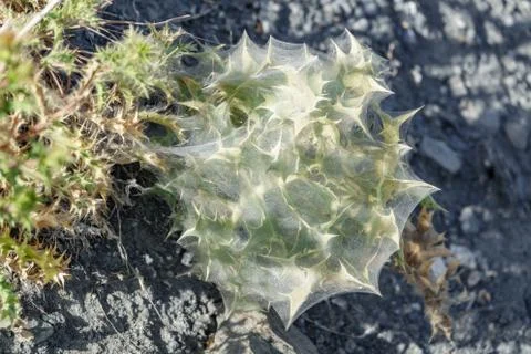 Cactus surrounded with spiderweb Stock Photos