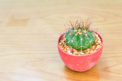 Cactus  on the table  background Stock Photos