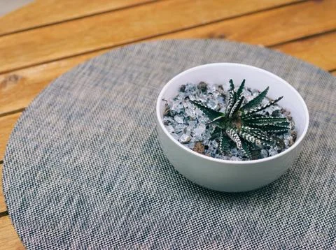 Cactus Table Decoration Stock Photos