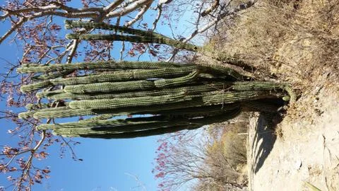 Cactus Tall Stock Photos