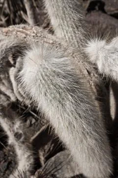Cactus with tender prickles Foto stock