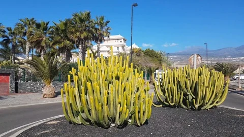 Cactus in Tenerife with teide volcano in background Stock Footage 125085665