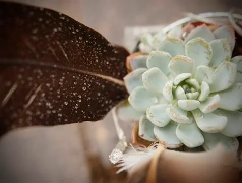 Cactus on the terrace Foto stock