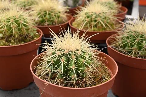 Cactus texture background. Cactus in the desert. Cactus spike. Foto stock