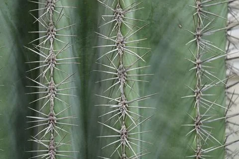 Cactus texture background. Cactus in the desert. Cactus spike. Foto stock