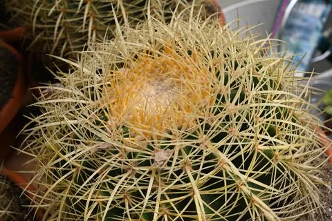 Cactus texture background. Cactus in the desert. Cactus spike. Foto stock