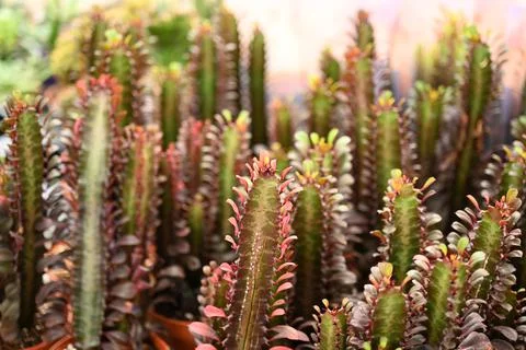 Cactus texture background. Cactus in the desert. Cactus spike. Foto stock