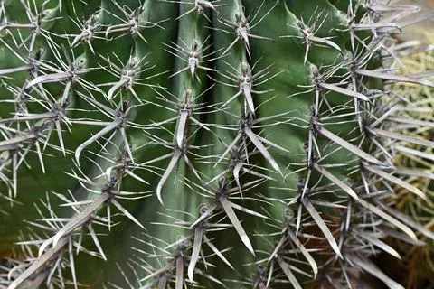 Cactus texture background. Cactus in the desert. Cactus spike. Foto stock