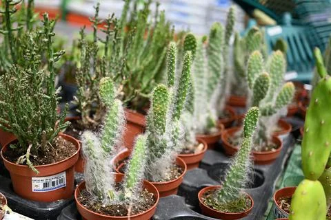 Cactus texture background. Cactus in the desert. Cactus spike. Foto stock