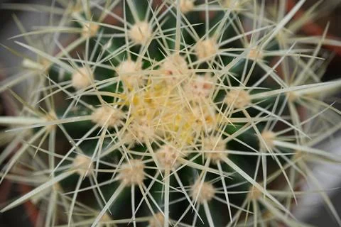 Cactus texture background. Cactus in the desert. Cactus spike. Foto stock
