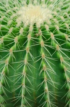 Cactus texture background Stock Photos