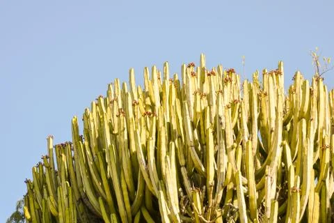 Cactus Texture Background Stock Photos