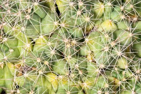 Cactus texture background Stock Photos