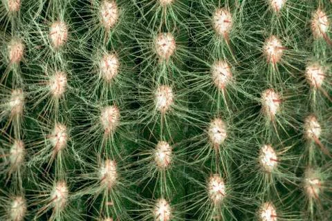 Cactus texture background Stock Photos