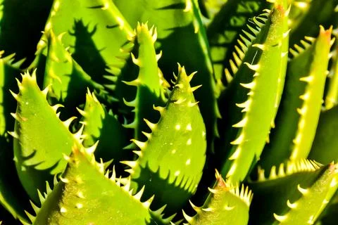 Cactus Texture Background Stock Photos