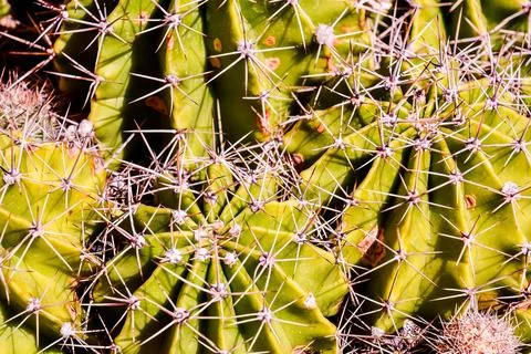 Cactus Texture Background Stock Photos