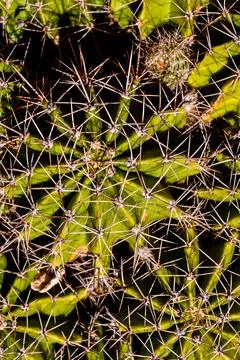 Cactus Texture Background Stock Photos