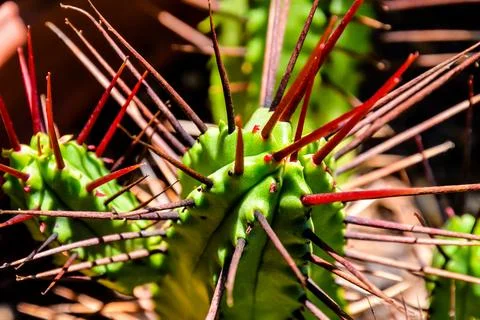 Cactus Texture Background Stock Photos