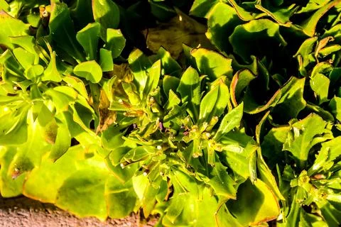 Cactus Texture Background Stock Photos