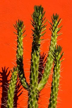 Cactus Texture Background Stock Photos