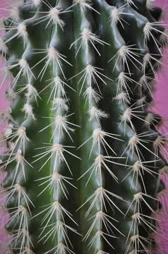Cactus texture with large needles Cactus spines Stock Photos