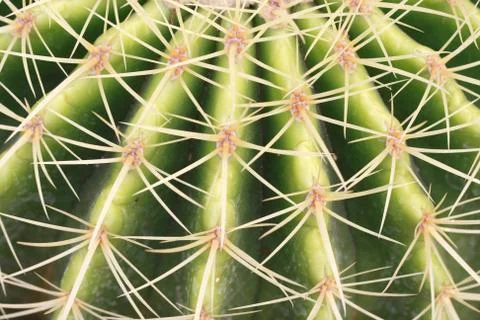 Cactus texture Stock Photos