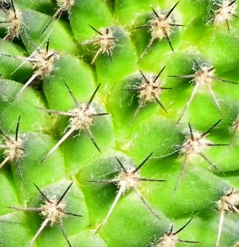 Cactus Texture Stock Photos