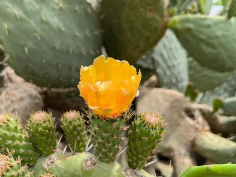 Cactus thicket with yellow flower of the same species outdoors Stock Photos