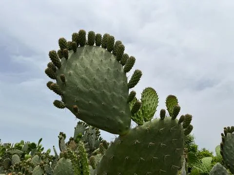 Cactus thickets of the same species in the open air Stock Photos