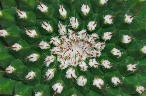 Cactus with thorn for pattern Stock Photos