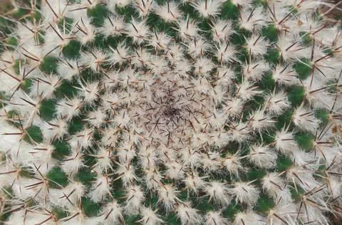 Cactus with thorn for pattern Stock Photos
